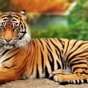Eleve sua Força e Ação: Arquétipo do Tigre